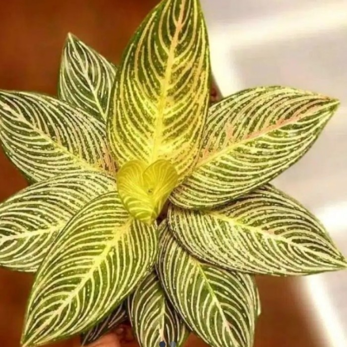 (NEW) Tanaman hias aglonema Golden hope- bonggol aglonema golden hope