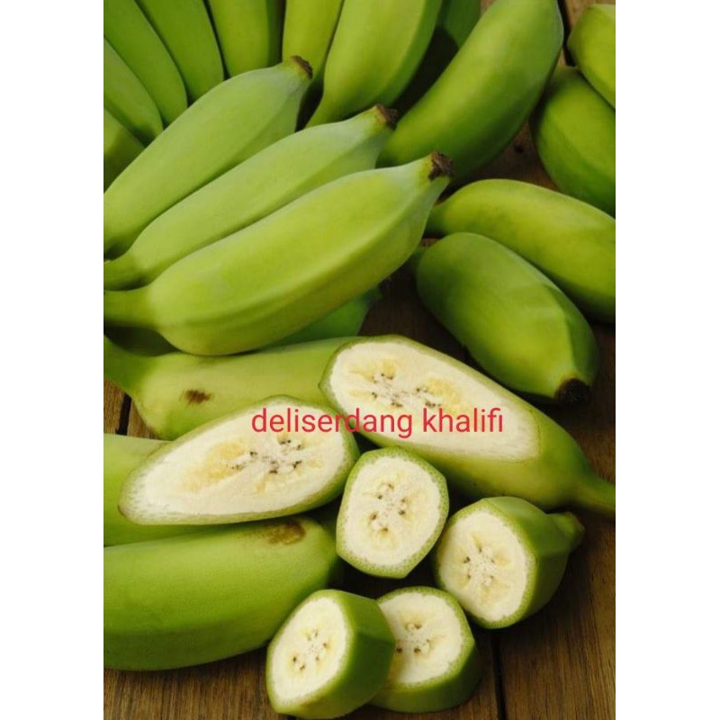 

PISANG BATU MUDA/PISANG KLUTHUK MUDA