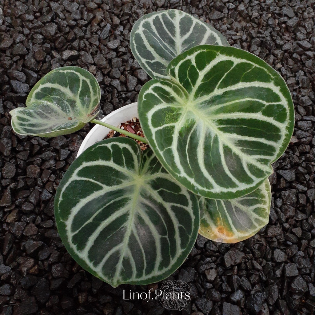 Tanaman Hias Anthurium Kuping Gajah Dorayaki Mangkok Original not / Papillilaminum Forgetii Veitchii