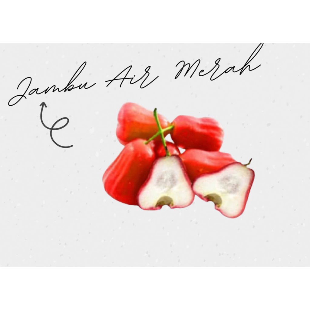 

Jambu Air Merah