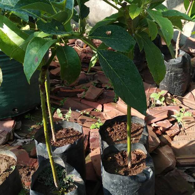 Bibit Alpukat Marcus,Aligator,Mentega