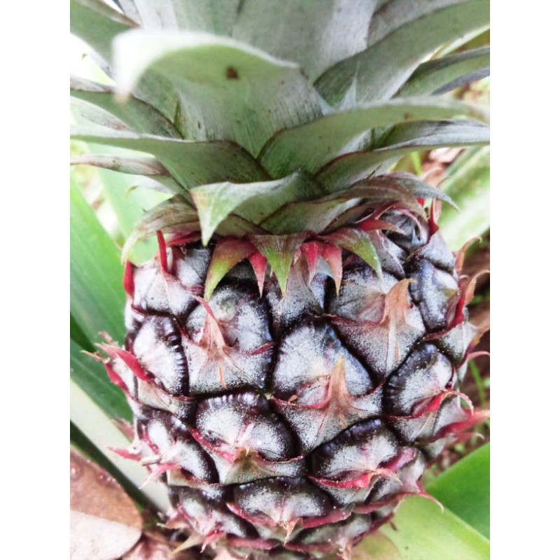 

Nanas muda/ganas merah 1pics