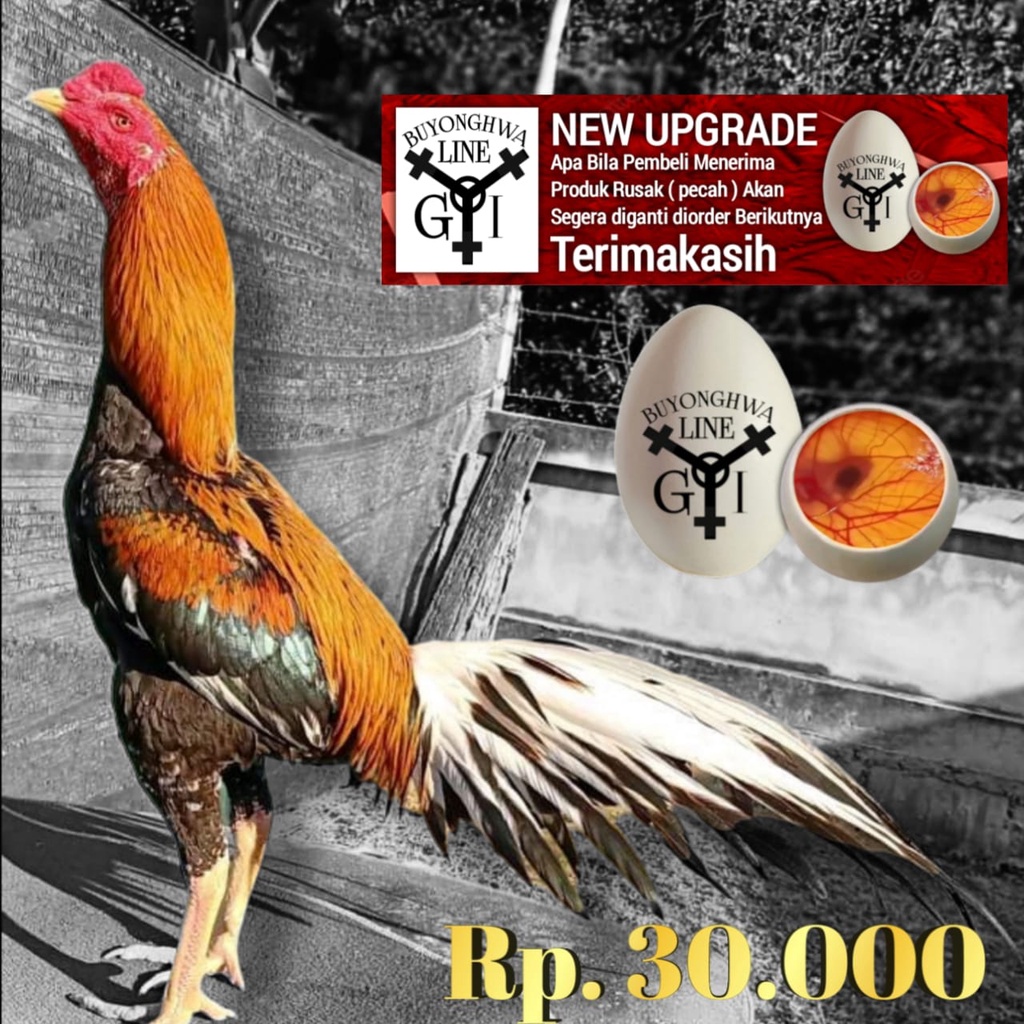 Bibit Ayam Bangkok Thailand ekor lidi hias telur siap tetas tipe A29 wiring kuning