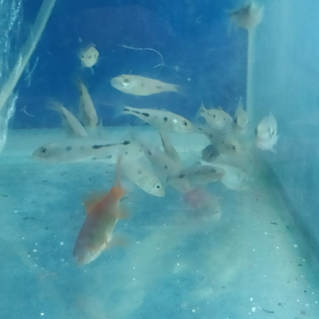 PEACOCK BASS MONO Paket 4 ekor