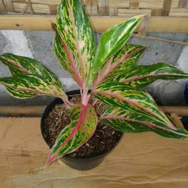 Aglo Butterfly tanaman hias aglaonema kupu kupu