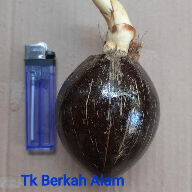 ★ IWZ Bibit bahan bonsai kelapa minion super DG ✅