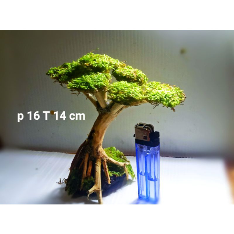 bonsai aquascape mini