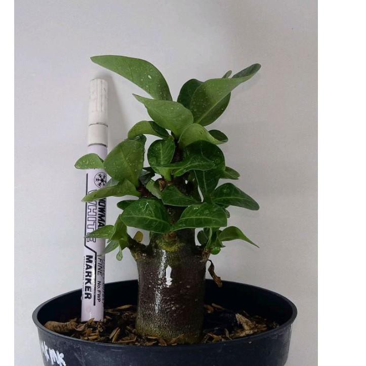 Bagus PREMIUM SEED ADENIUM | SEED SULTAN | BIJI ADENIUM GODJI | RAYSH ADENIUM | SEED IMPORT . . . .