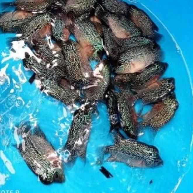 1.1 HARGA GROSIR (COD) Ikan Louhan SRD/SRM Ukuran 7-8 Cm Atau 2 Jari. Order 3 Gratis 1