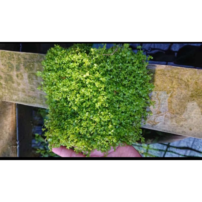 tanaman aquascape Monte Carlo