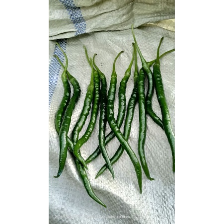 

cabe lokal keriting dairi