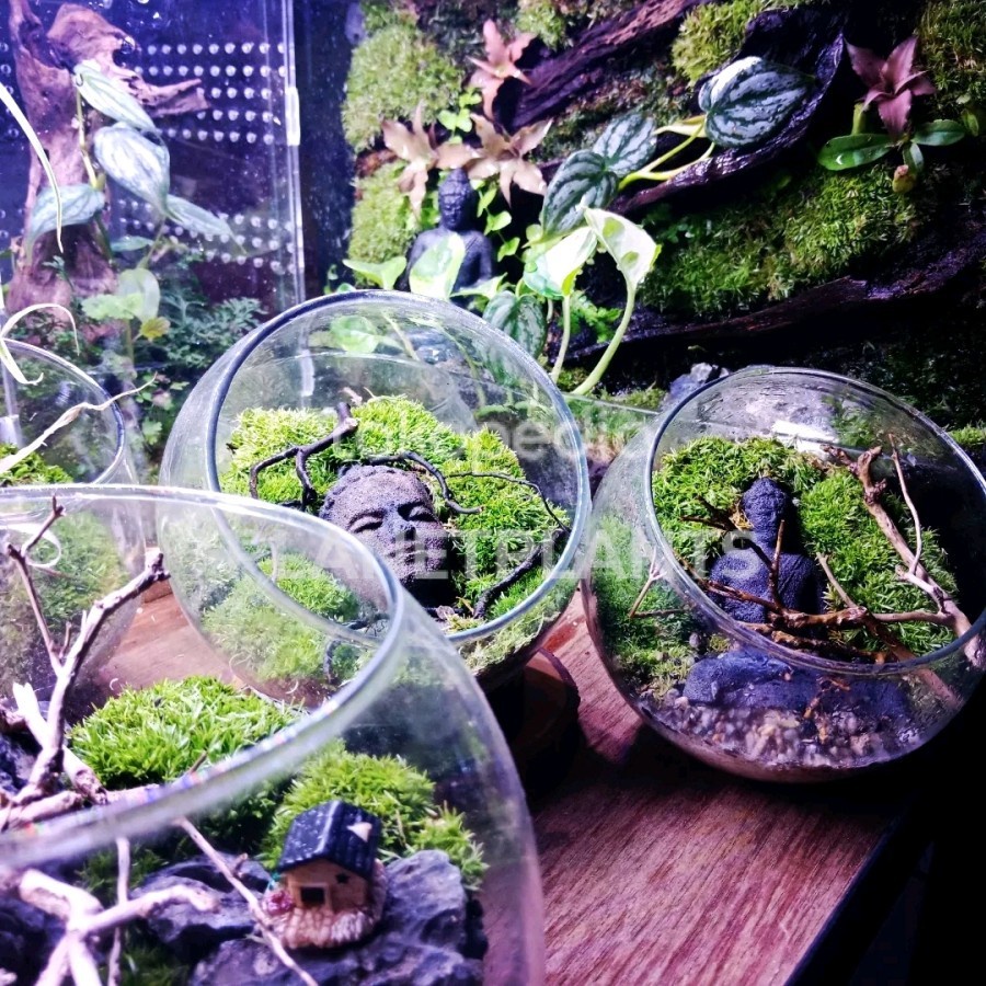 

TERRARIUM SMALL FOREST / GIFT PLANT / KADO TANAMAN HAMPERS