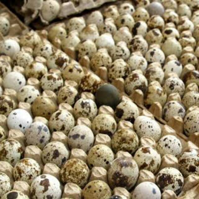 

Puyuh 99 Haurgeulis