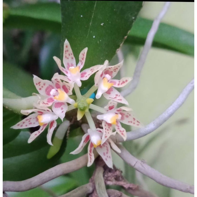 

tuberolabium parishii