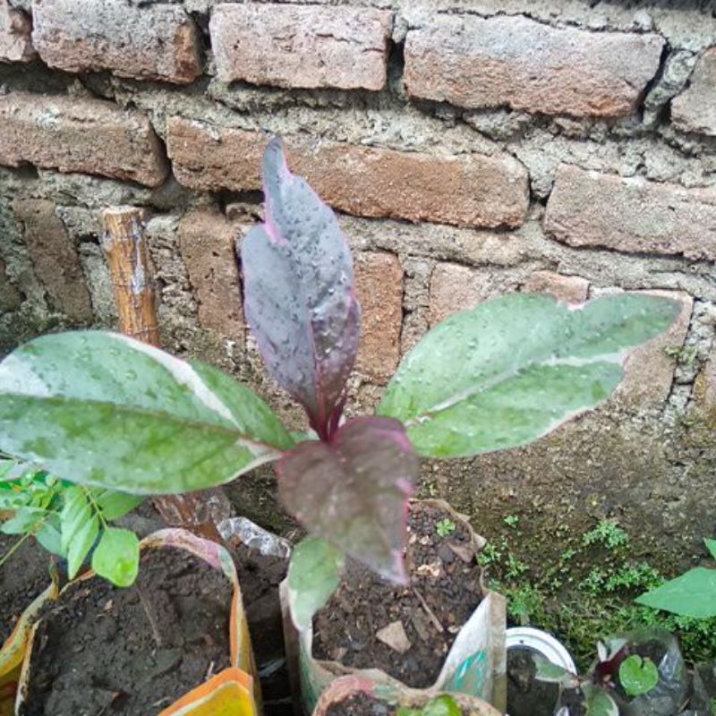bibit daun ungu