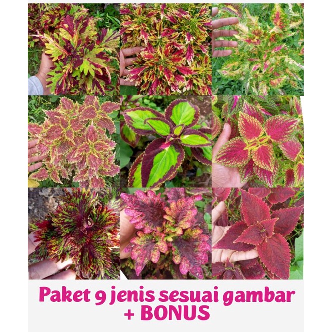 Tanaman Hias Murah 9 Jenis Bunga  Miana Langka Miana Premium