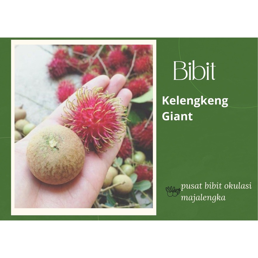 Bibit Tanaman Kelengkeng Giant bibit okulasi majalengka