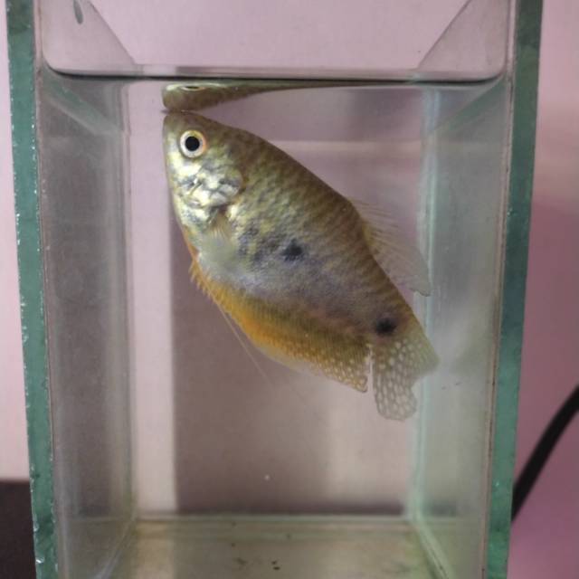 Ikan hias sepat rawa