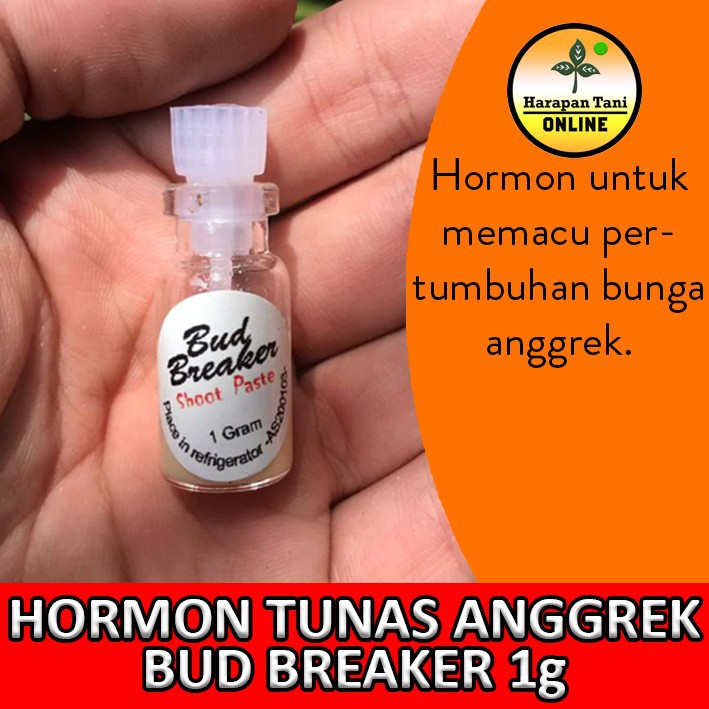 Bud Breaker Anggrek 1g | Hormon Pemacu Pertumbuhan Bunga Anggrek