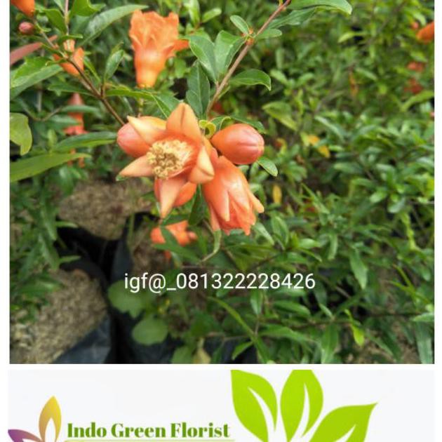 Bibit Buah Delima Merah Berbunga Bibit Delima Merah Berbuah Anyar*