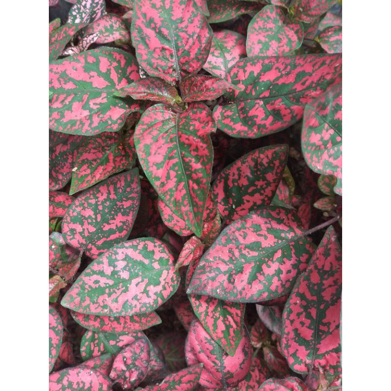 TANAMAN DAUN HYPOESTES MERAH
