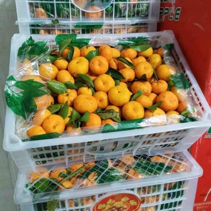 

Jeruk Santang Daun Per 1 Box