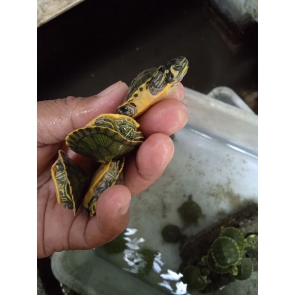 kura kura yellow belly pure
