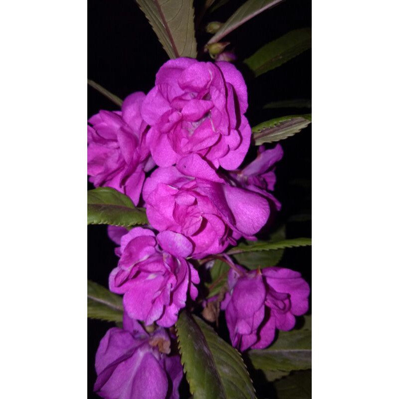 Pacar Air Tumpuk Ungu