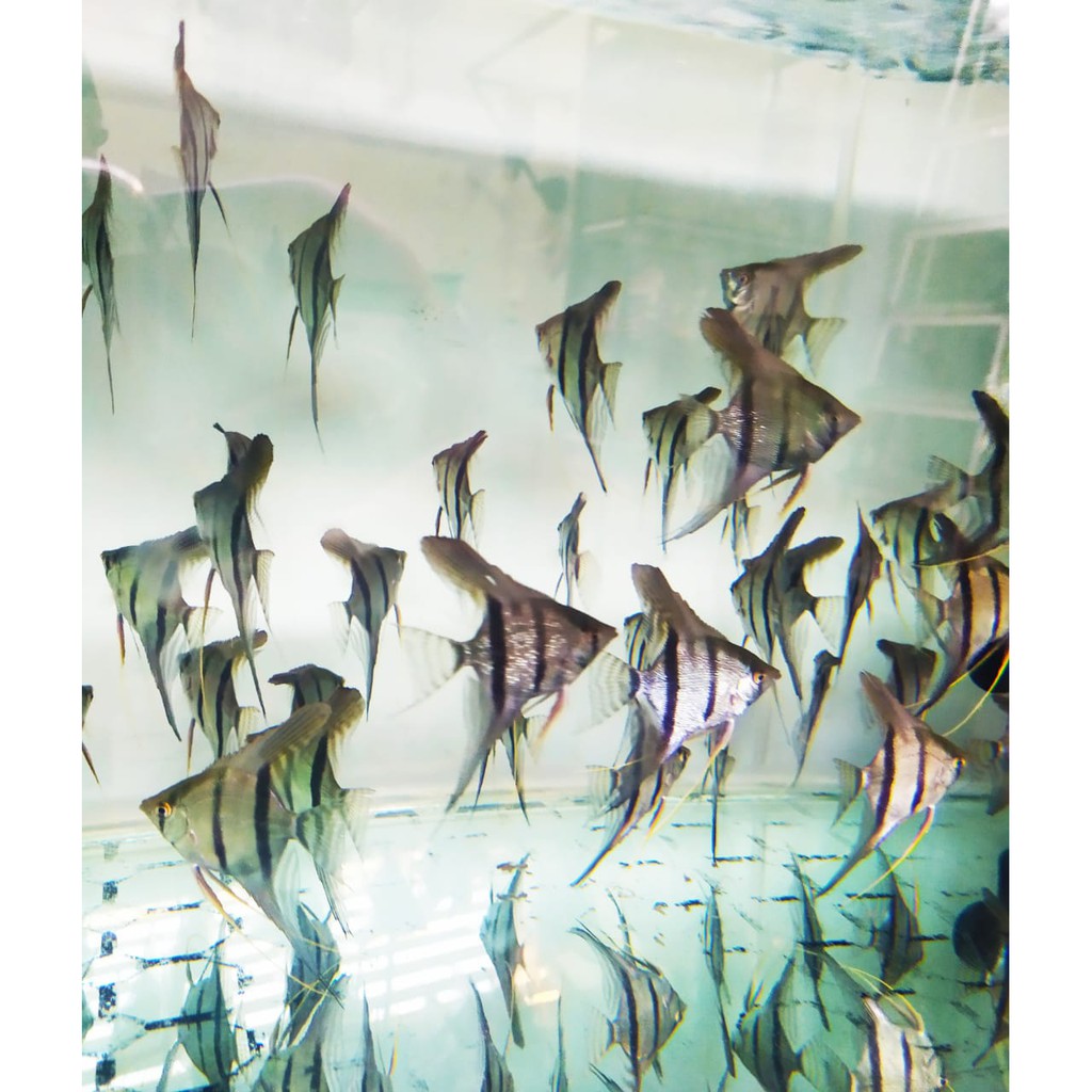 Ikan manfish golden pinoy ikan layang layang size L