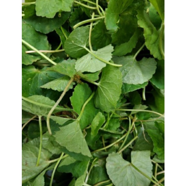 

Daun Pegagan fres 500 Gram