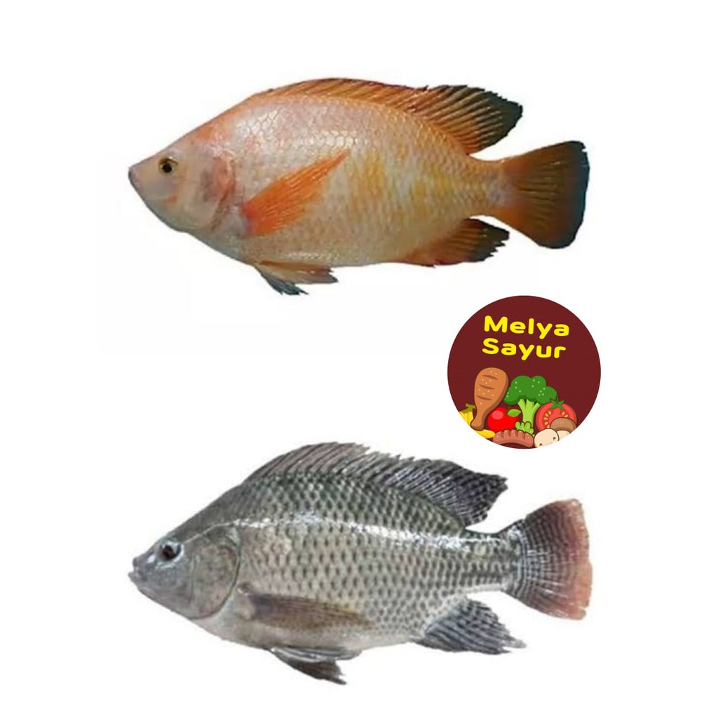 

ikan segar - Ikan nila segar 500 gr / Ikan nila merah segar 500 gr - melyasayur