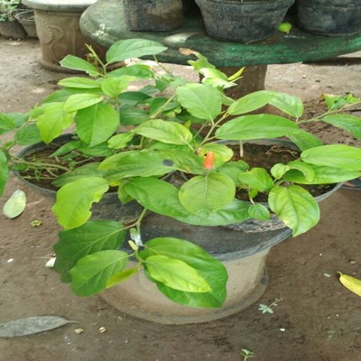 BIBIT TANAMAN CABE JAWA / CABE OBAT