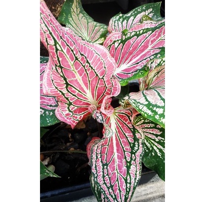 Caladium wayang remaja/keladi wayang/keladi wayang batik murah