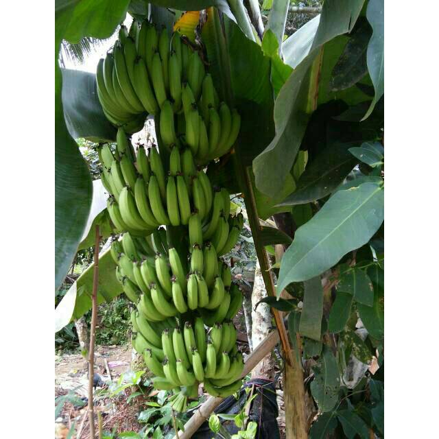 Bibit Buah  Pisang  Cavendish Besar Shopee Indonesia