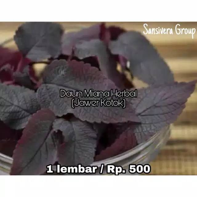 Daun Jawer kotok segar