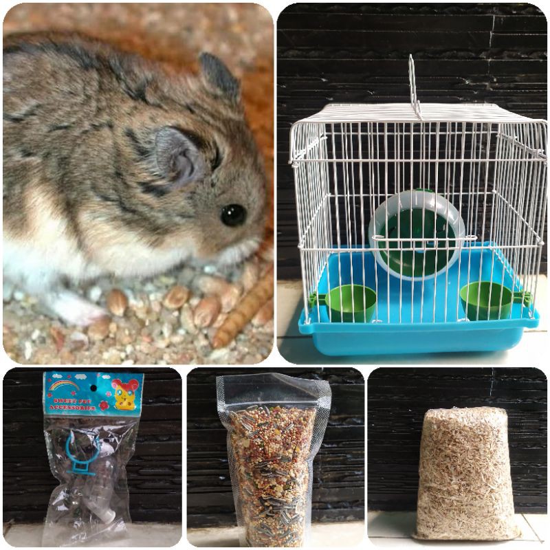 Paket sepasang hamster campbell polos
