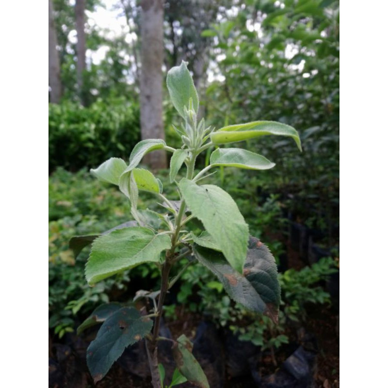 Bibit Apel Anna Malang okulasi cepat berbuah