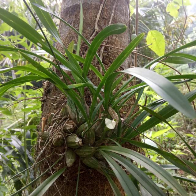 TERMURAH Anggrek  pohon anggrek hutan  Shopee Indonesia