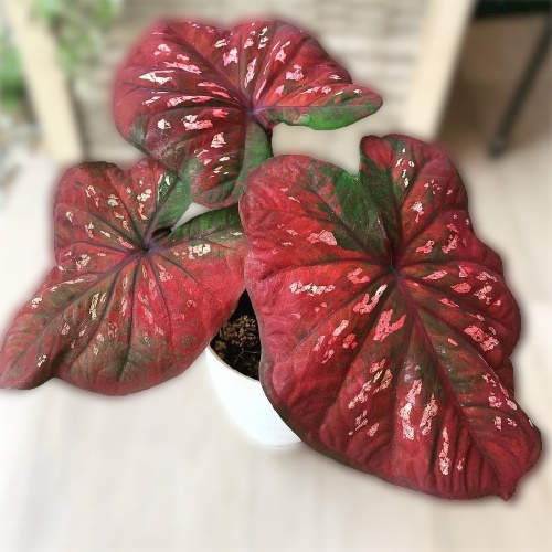 Keladi Black Mamba Keladi Hias Caladium Tanaman Hias Keladi Tanaman Keladi Hidup Tanaman Hias Murah 