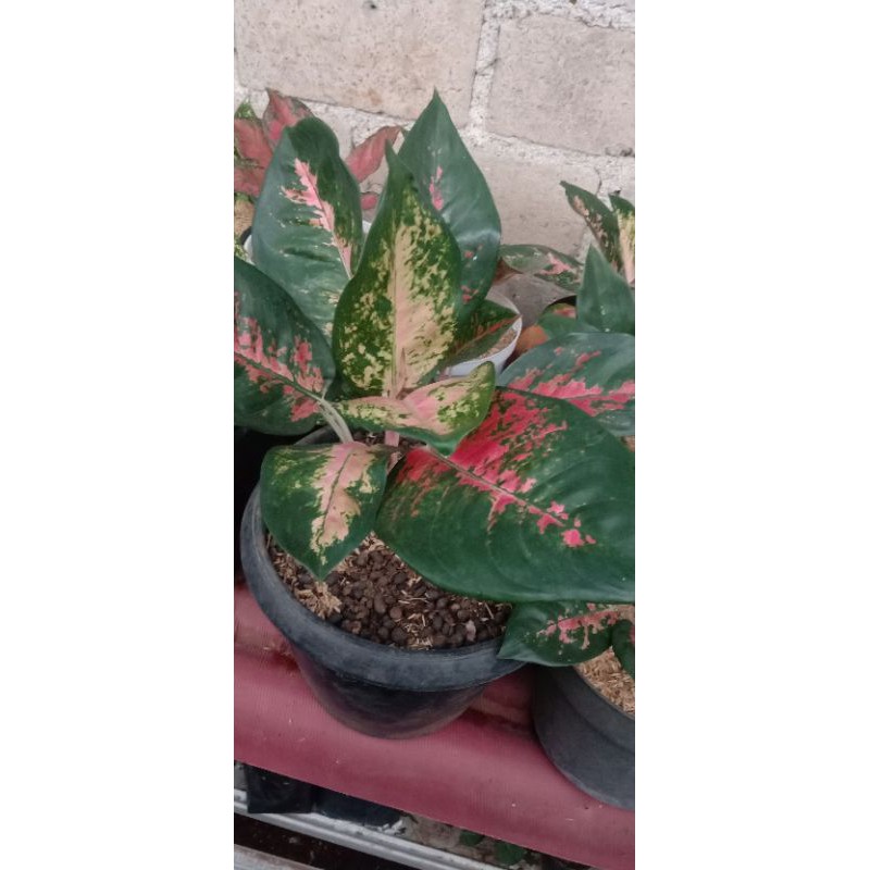 tanaman hias aglonema kocin tembaga- aglonema kocin tembaga