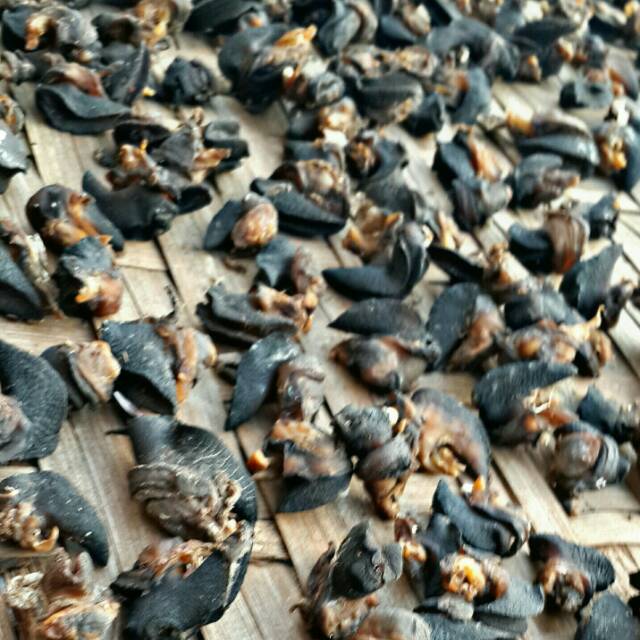 

Daging Bekicot 02 Kering istimewa