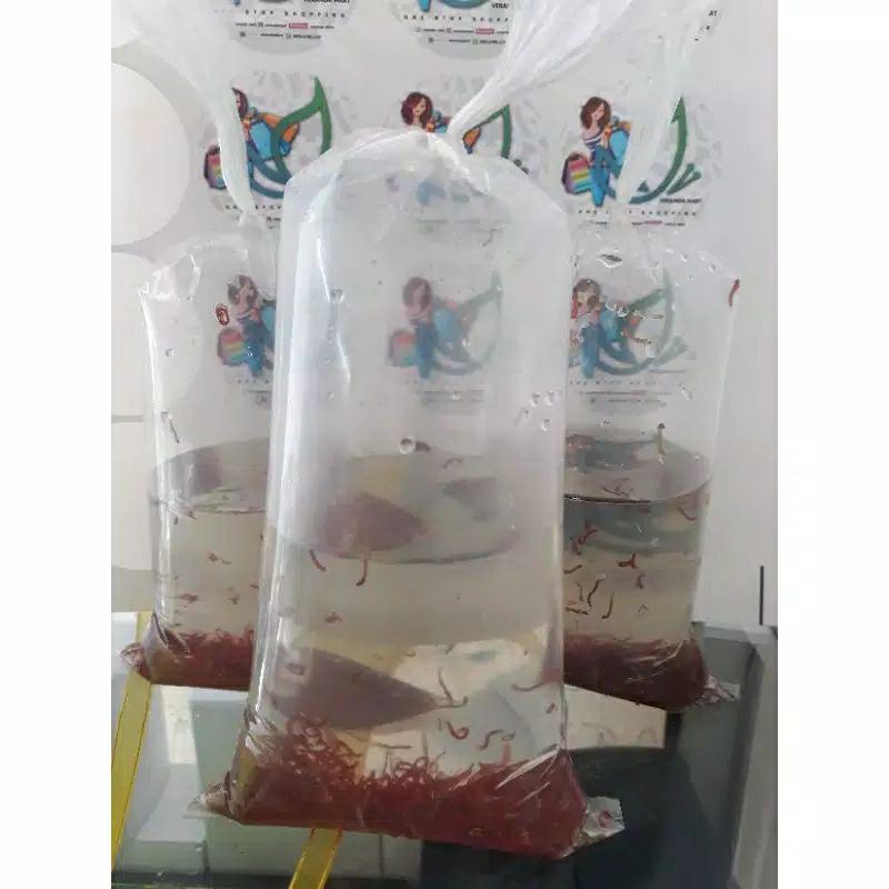 Cacing Darah Bloodworm Termurah Pakan Ikan Cupang