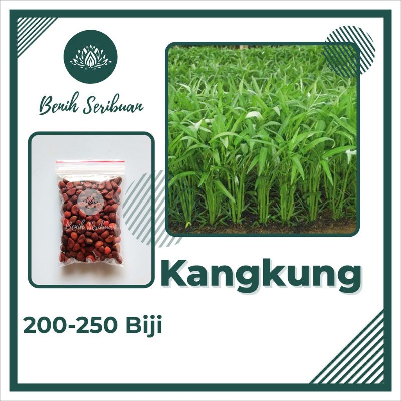 

Biji kangkung 50biji,100biji,150biji