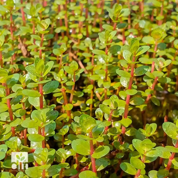 Rotala Blood Red - Tanaman Aquascape