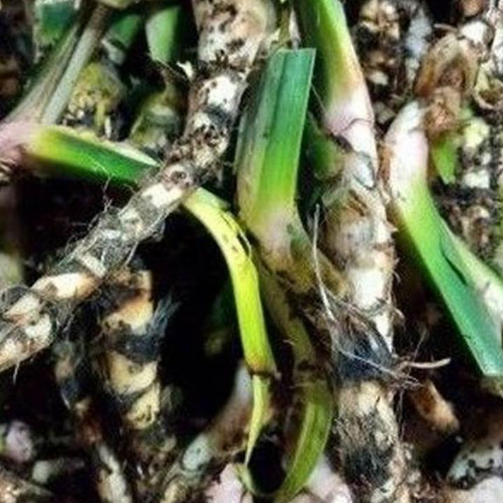 

Banting harga--1kg 1kilo 1000gr Dlingo/delingo Jeringau segar