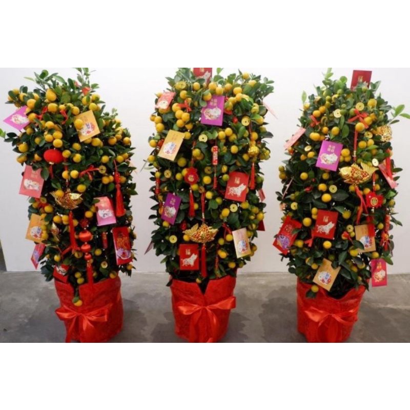 POHON JERUK IMLEK KIMKIT