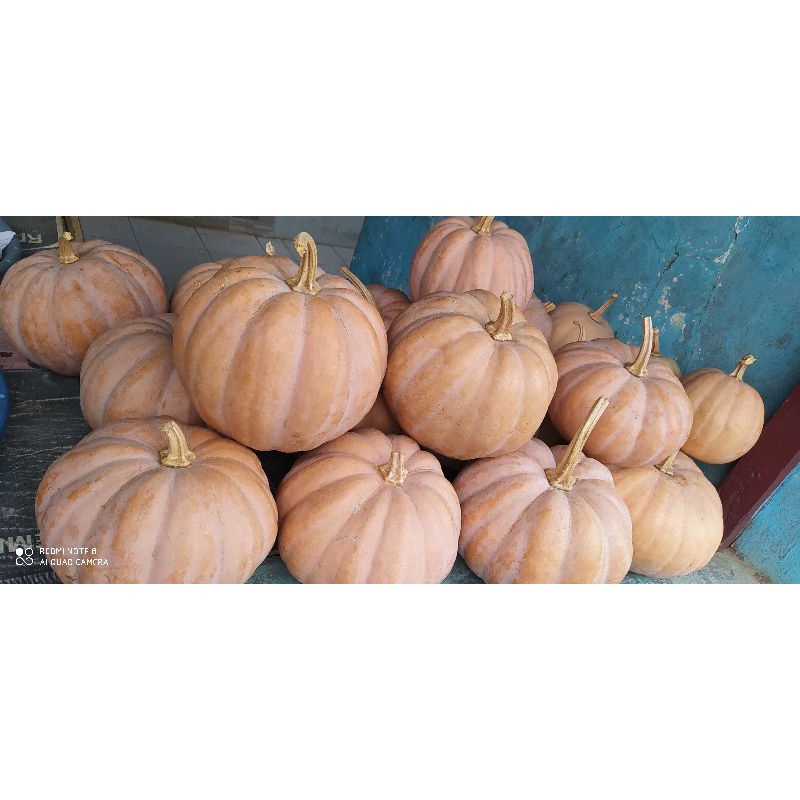 

LABU KUNING / LABU SIEM BOBOT 4-5 KG