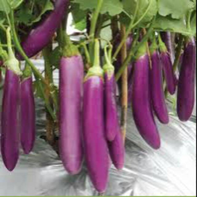 

TERONG UNGU SEGAR 1/2KG