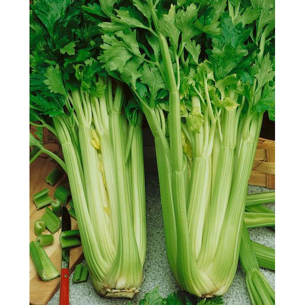 250 Bibit Seledri Batang Besar Tall Utah Benih Tanaman Sayuran Celery Stick Premium Super Unggul