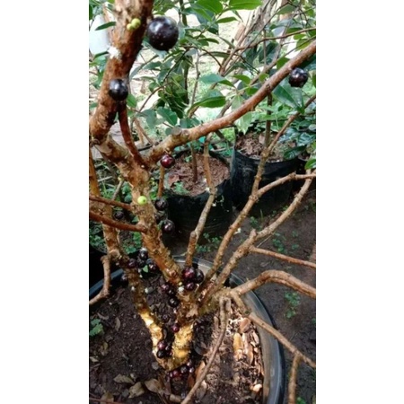 bibit anggur brazil/preco